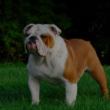 Kennel Club | Html5 - Wordpress
